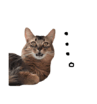 人間みたいにゃ猫たち。（個別スタンプ：7）