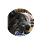 秋田犬 キラ（個別スタンプ：1）