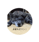 秋田犬 キラ（個別スタンプ：2）