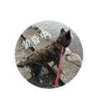 秋田犬 キラ（個別スタンプ：3）