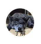 秋田犬 キラ（個別スタンプ：4）