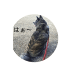 秋田犬 キラ（個別スタンプ：5）