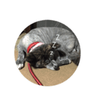 秋田犬 キラ（個別スタンプ：6）