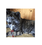 秋田犬 キラ（個別スタンプ：8）