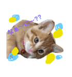 我が家のにゃんこたち〜ラビ・ヴィヴィ〜（個別スタンプ：6）
