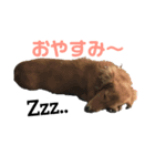 無難なスタンプ！【ミニチュアダックス】（個別スタンプ：2）