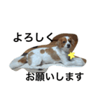愛犬ラテのスタンプ（個別スタンプ：1）