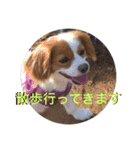 愛犬ラテのスタンプ（個別スタンプ：2）