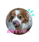 愛犬ラテのスタンプ（個別スタンプ：4）