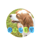 愛犬ラテのスタンプ（個別スタンプ：5）
