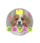 愛犬ラテのスタンプ（個別スタンプ：6）