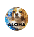愛犬ラテのスタンプ（個別スタンプ：7）
