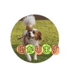 愛犬ラテのスタンプ（個別スタンプ：9）
