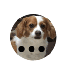 愛犬ラテのスタンプ（個別スタンプ：11）