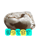愛犬ラテのスタンプ（個別スタンプ：12）