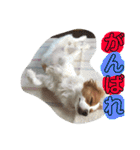 愛犬ラテのスタンプ（個別スタンプ：13）