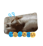 愛犬ラテのスタンプ（個別スタンプ：14）
