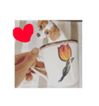 愛犬ラテのスタンプ（個別スタンプ：15）