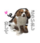 愛犬ラテのスタンプ（個別スタンプ：16）