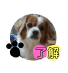 愛犬ラテのスタンプ（個別スタンプ：18）