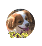 愛犬ラテのスタンプ（個別スタンプ：19）