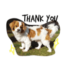 愛犬ラテのスタンプ（個別スタンプ：20）