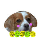 愛犬ラテのスタンプ（個別スタンプ：21）