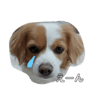 愛犬ラテのスタンプ（個別スタンプ：22）