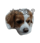 愛犬ラテのスタンプ（個別スタンプ：23）