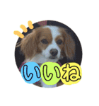 愛犬ラテのスタンプ（個別スタンプ：24）