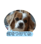 愛犬ラテのスタンプ（個別スタンプ：26）