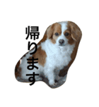 愛犬ラテのスタンプ（個別スタンプ：27）