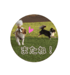 愛犬ラテのスタンプ（個別スタンプ：28）