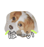愛犬ラテのスタンプ（個別スタンプ：29）