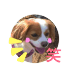 愛犬ラテのスタンプ（個別スタンプ：30）