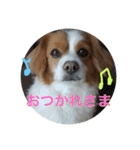 愛犬ラテのスタンプ（個別スタンプ：31）