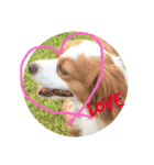 愛犬ラテのスタンプ（個別スタンプ：32）