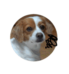 愛犬ラテのスタンプ（個別スタンプ：33）