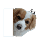 愛犬ラテのスタンプ（個別スタンプ：35）