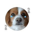 愛犬ラテのスタンプ（個別スタンプ：37）