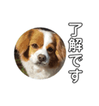 愛犬ラテのスタンプ（個別スタンプ：38）