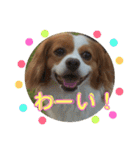 愛犬ラテのスタンプ（個別スタンプ：39）