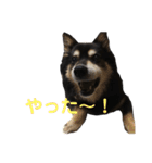 犬のぬい2（個別スタンプ：4）