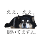犬のぬい2（個別スタンプ：5）