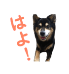 犬のぬい2（個別スタンプ：6）
