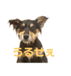 犬のぬい2（個別スタンプ：8）