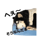 犬のぬい2（個別スタンプ：9）