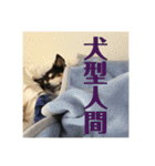 犬のぬい2（個別スタンプ：10）