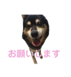 犬のぬい2（個別スタンプ：13）