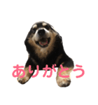 犬のぬい2（個別スタンプ：14）